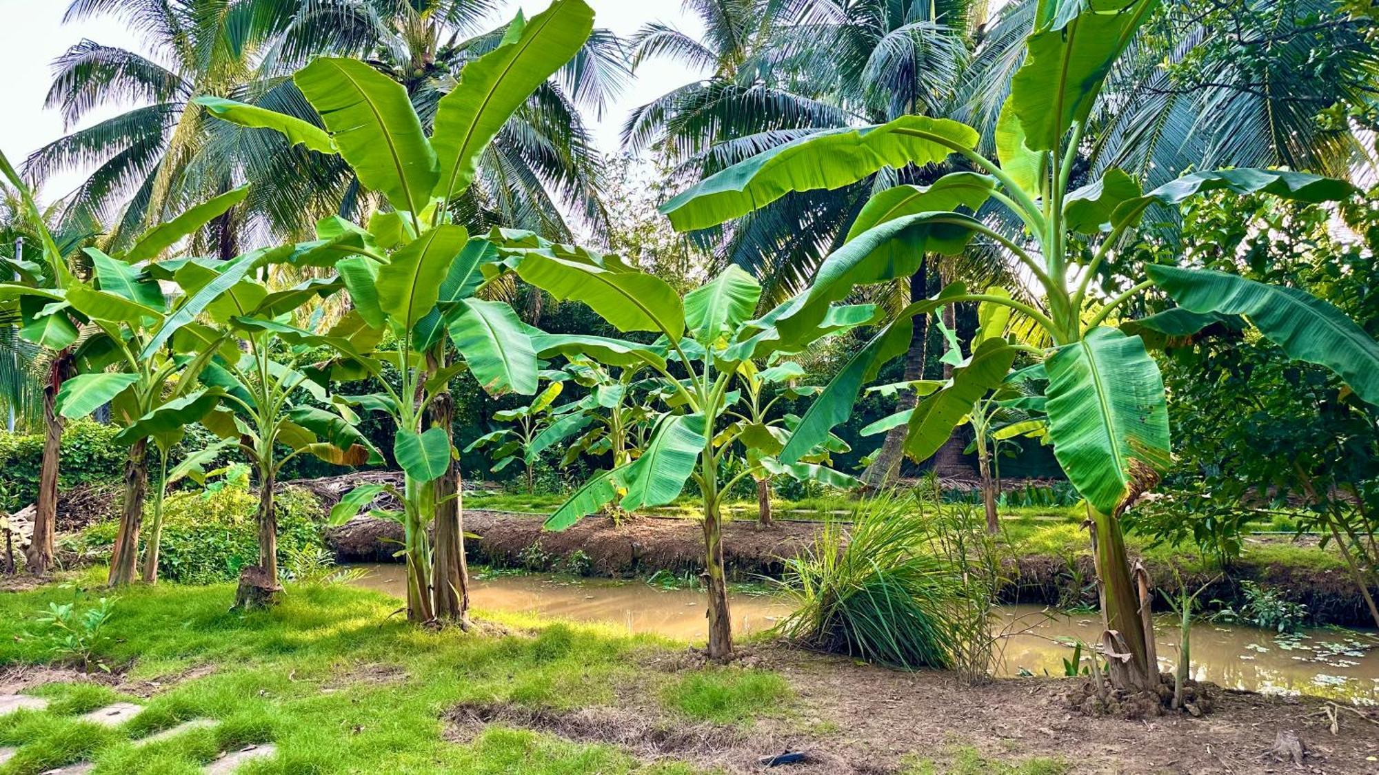 Hide Away Bungalows In Ben Tre City Εξωτερικό φωτογραφία